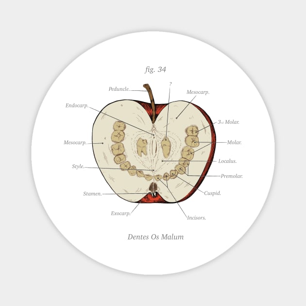 The Magnus Archives - Anatomy Class - Teeth Apple Magnet by Rusty Quill